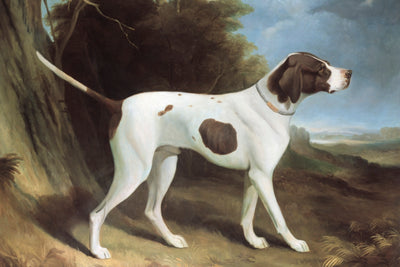 PORTRAIT OF A LIVER AND WHITE POINTER