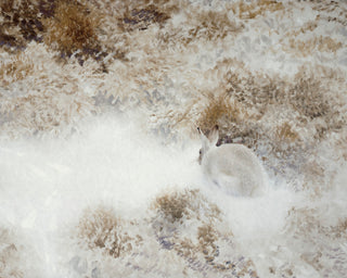 PRESSED HARE - Museum Quality Art