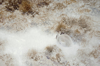 PRESSED HARE - Museum Quality Art