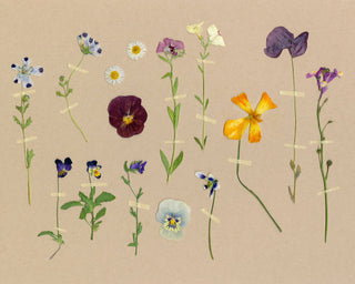 PRESSED WILDFLOWERS - Museum Quality Art