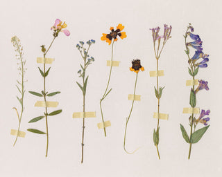 PRESSED WILDFLOWERS 2 - Museum Quality Art
