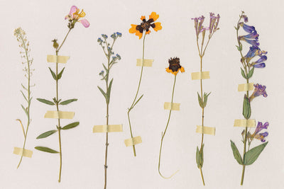 PRESSED WILDFLOWERS 2 - Museum Quality Art