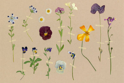 PRESSED WILDFLOWERS - Museum Quality Art