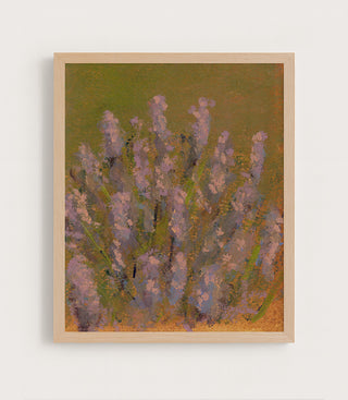 Provence Lavender