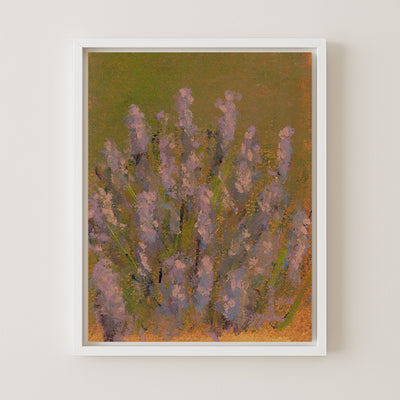 Provence Lavender