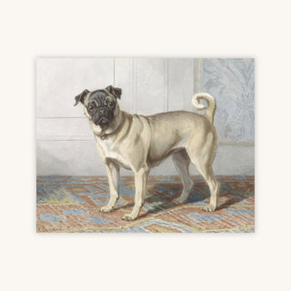 PUG — Primary Image