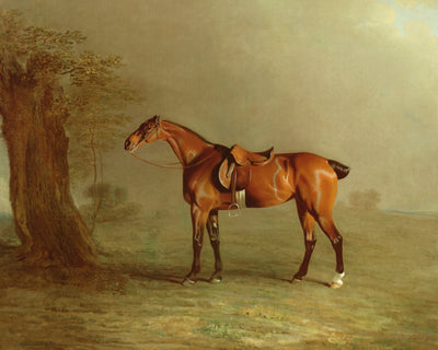 Racehorse