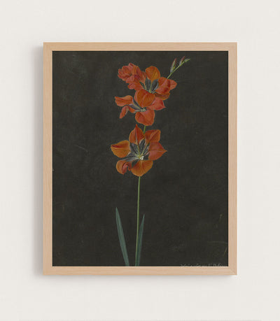 RED BOTANICAL - Museum Quality Art