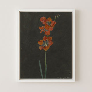 RED BOTANICAL - Museum Quality Art