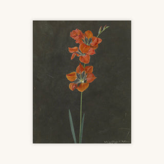RED BOTANICAL — Primary Image