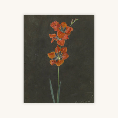 RED BOTANICAL — Primary Image