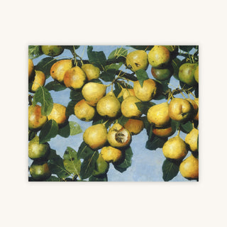 RIPENING PEARS — Primary Image