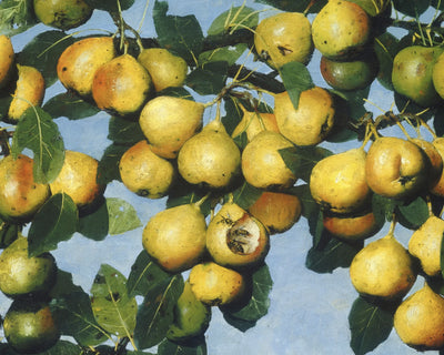 RIPENING PEARS