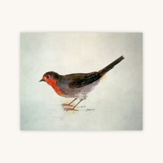 Robin — Primary Image