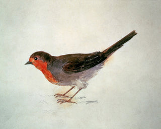 Robin
