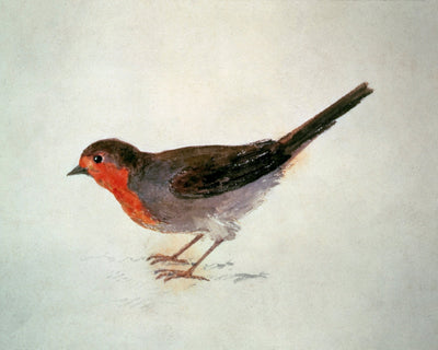 Robin