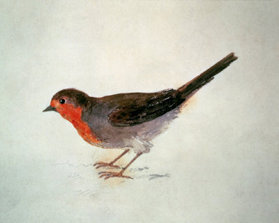 Robin