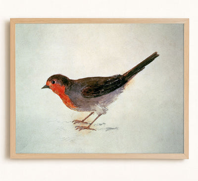Robin