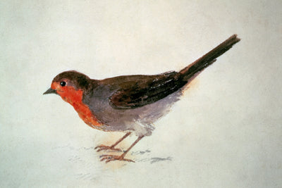 Robin