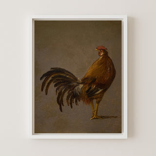Rooster