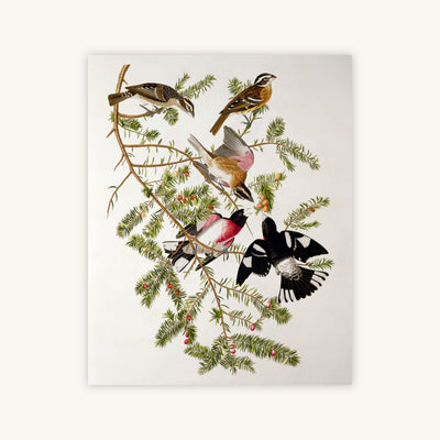 ROSE-BREASTED GROSBEAK (BIRDS OF AMERICA) — Primary Image
