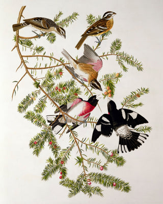 ROSE-BREASTED GROSBEAK (BIRDS OF AMERICA) - Museum Quality Art