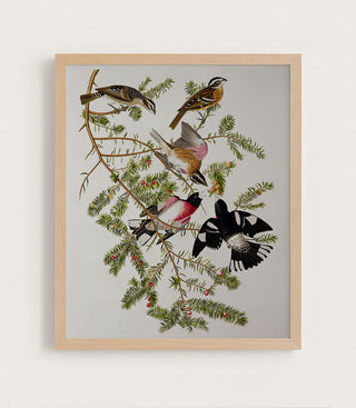 Rose-Breasted Grosbeak (Birds of America)