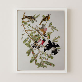Rose-Breasted Grosbeak (Birds of America)