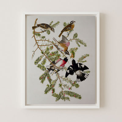 Rose-Breasted Grosbeak (Birds of America)