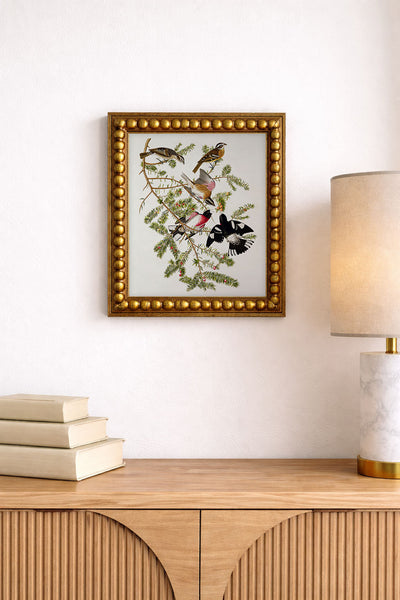 Rose-Breasted Grosbeak (Birds of America)