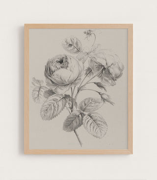 ROSE SKETCH - Museum Quality Art