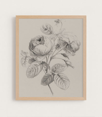 ROSE SKETCH - Museum Quality Art
