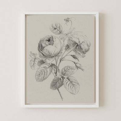 ROSE SKETCH - Museum Quality Art
