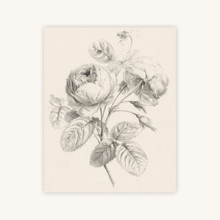 ROSE SKETCH — Primary Image