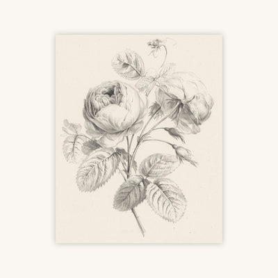 ROSE SKETCH — Primary Image