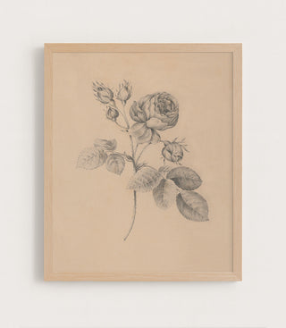 Rose Twig