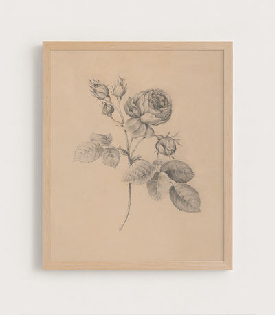 Rose Twig