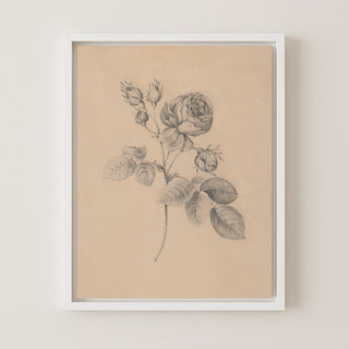 Rose Twig