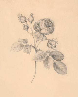 Rose Twig