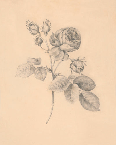 Rose Twig