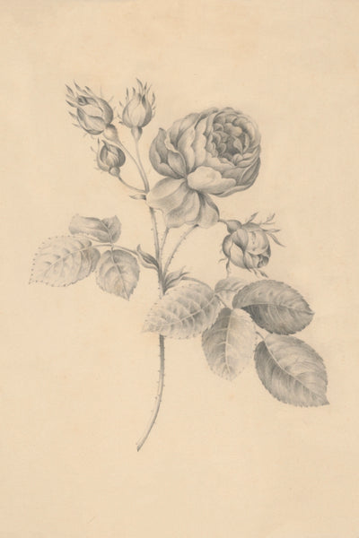 Rose Twig