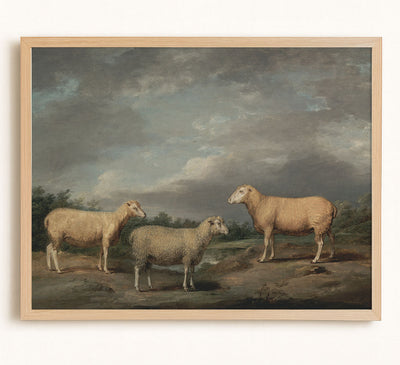 Ryelands Sheep