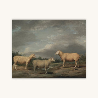 RYELANDS SHEEP — Primary Image