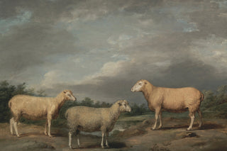 RYELANDS SHEEP