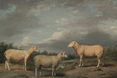 RYELANDS SHEEP