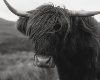 Scottish Stillness