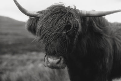 Scottish Stillness