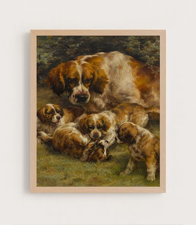 Setter Litter