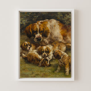 Setter Litter