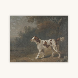 SETTER — Primary Image